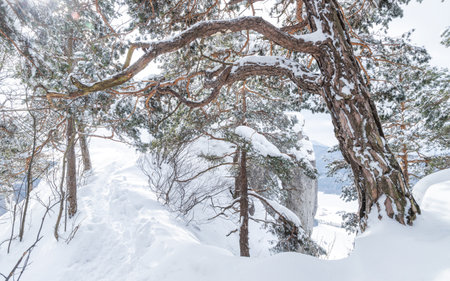 Winter landscape of forest with trees covered with a fresh snow.の写真素材