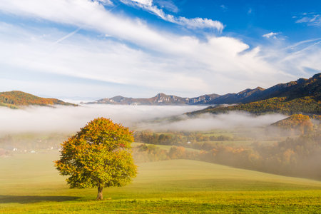 A tree in the foreground of a foggy autumn landscape. The Sulov Rocks, national nature reserve in northwest of Slovakia, Europe.の写真素材