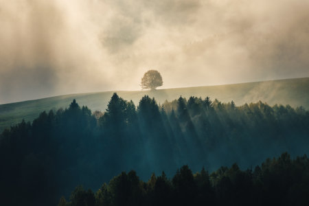 Lonely tree in autumn misty mountainous landscape with morning sun rays shining through the clouds. The Orava region of Slovakia, Europe.の写真素材