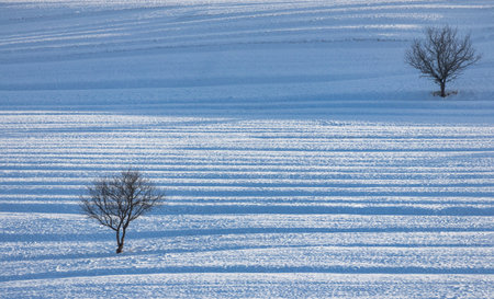 Winter landscape with trees in a snowy meadow.の写真素材
