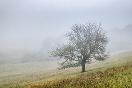 Misty autumn morning landscape with tranquil lonely tree.の写真素材