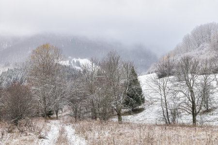 Winter landscape with snowy trees and mountains at hazy day. The Mala Fatra national park in northwest of Slovakia, Europe.の写真素材