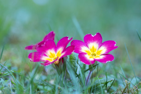 Purple flowers of Primula vulgaris, group of primrose flowers on a meadow.の写真素材