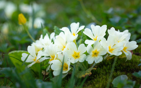 Primula vulgaris, group of primrose flowers in the garden.の写真素材