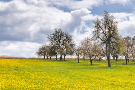 Spring landscape with yellow meadows and blossom trees. Turiec Region in north of Slovakia, Europe.の写真素材