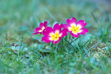 Purple flowers of Primula vulgaris, group of primrose flowers on a meadow.