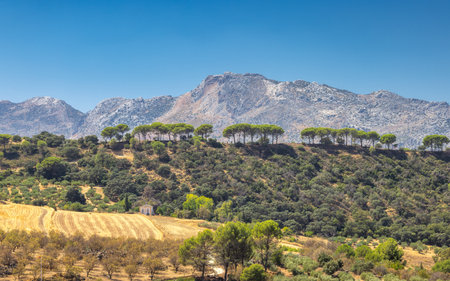 The mountainous land of Andalusia near Ronda town in Spain. Serene mountain landscape with a row of trees on a hillside and a harvested field in the foreground.の写真素材