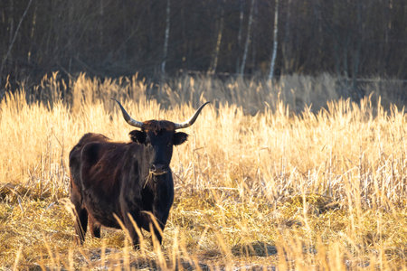 The aurochs (Bos primigenius), tauros breed living in wetland The Janovsky wetland in Pilsen region, Czech Republic, Europe.の写真素材