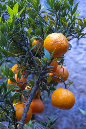 Oranges on trees in Limone Sul Garda town on the shore of Lake Garda, Italy, Europe.の写真素材