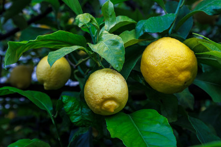 Lemons on trees in Limone Sul Garda town on the shore of Lake Garda, Italy, Europe.の写真素材