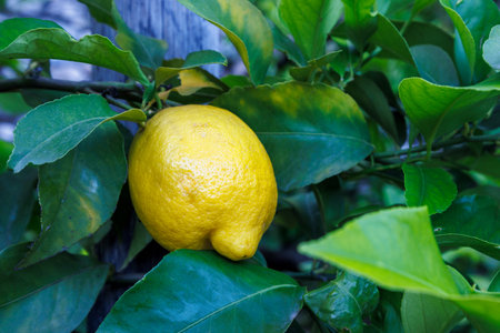 Lemon on tree in Limone Sul Garda town on shore of Lake Garda, Italy.の写真素材