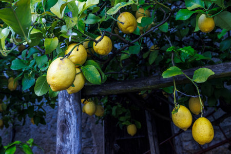 Lemons on trees in Limone Sul Garda town on the shore of Lake Garda, Italy, Europe.の写真素材