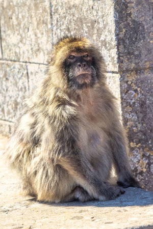 Monkey on Gibraltar, British Overseas Territory and city on the Iberian Peninsula. Barbary macaque...