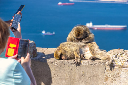 Monkeys on Gibraltar, British Overseas Territory and city on the Iberian Peninsula. Two Barbary macaques grooming near ocean, tourists taking photos with phones.の写真素材
