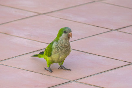 A vibrant green parrot stands on a pale pink tiled surface, its feathers gleaming in the sunlight. A captivating close-up.の写真素材