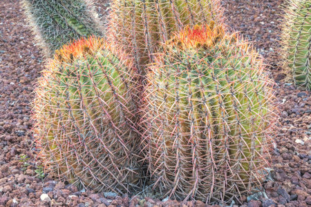 The Historical Botanical Garden La Concepcion in Malaga city at Andalusia, Spain, Europe. Close-up of two large barrel cacti with reddish-brown spines and hints of orange blooms.の写真素材