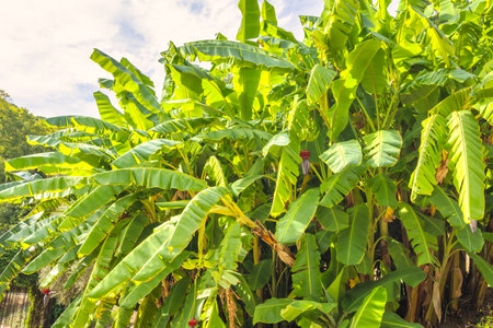 The Historical Botanical Garden La Concepcion in Malaga city at Andalusia, Spain, Europe. Lush banana plants thrive under a bright, sunny sky. Large, vibrant green leaves fill the frame.の写真素材