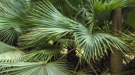 The Historical Botanical Garden La Concepcion in Malaga city at Andalusia, Spain, Europe. Lush green palm fronds create a dense, tropical backdrop.の写真素材