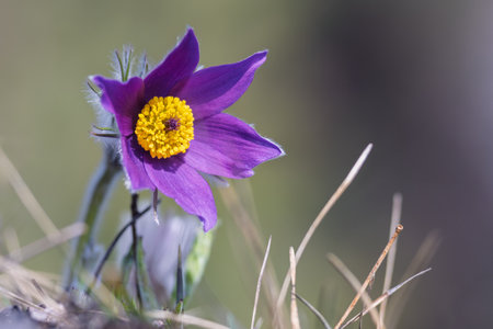 Pulsatilla grandis, the greater pasque flower. Vibrant purple flower with a yellow center,...