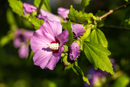 A vibrant pink flower blooms, its petals unfurling towards the sunlight, showcasing its beauty and intricate details on a summer day.の写真素材