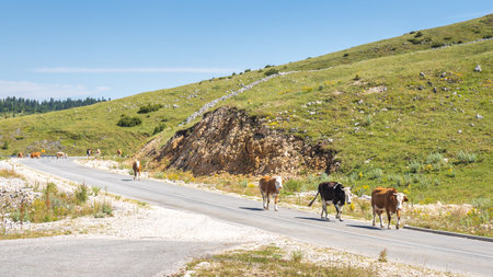 View of country in Bosnia and Herzegovina, Europe. Cows cross the asphalt road in the countryside under a bright blue sky, with a grassy hill serving as a picturesque backdrop.の写真素材