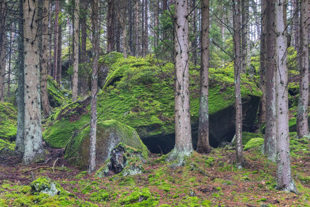 Landscape of Adrspach-Teplice Rocks area, in Hradec Kralove Region in the Czech Republic, Europe. Moss-covered boulders among tall trees create a serene and verdant woodland scene. Nature's embrace.の写真素材