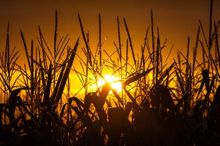 Golden Hour Field: Silhouetted crops stand tall as the sun sets, casting a warm glow over the landscape.の写真素材