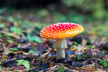 Red Toadstool in close-up view in natural environment of autumn forest.