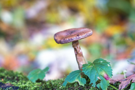 Mushroom on mossy log: Autumn scene with a mushroom and leaves against a colorful bokeh background....