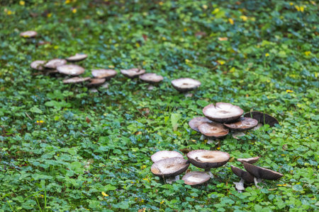 A verdant field hosts a gathering of mushrooms, their caps a study in earth tones, creating a...