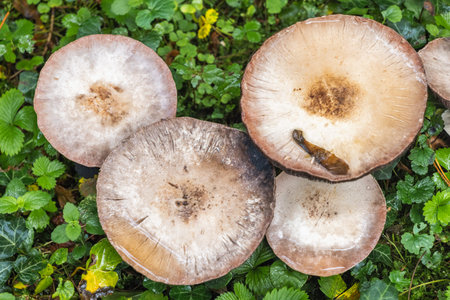 A cluster of sizable mushrooms nestles among vibrant green foliage, creating a serene woodland...