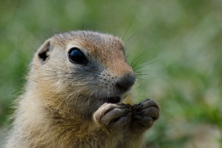 gopher with paws combined in the form of heartの写真素材