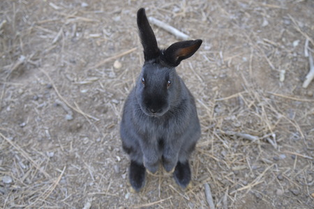 Black bunny with ears standing on back feet