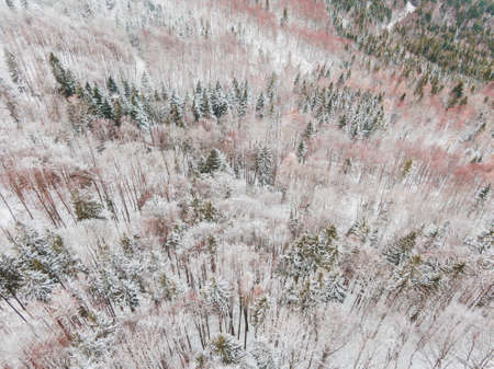 Winter in the Forest. Tress under snow from above. Drone / Aerial Photography