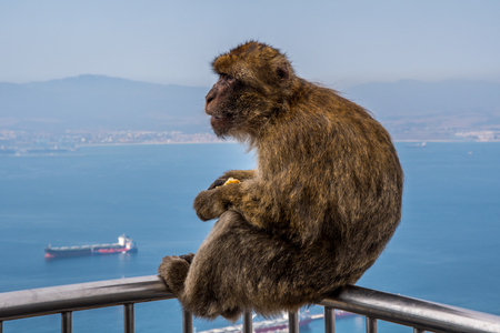 GIBRALTAR / GREAT BRITAIN - OCTOBER 09 2017: MONKEYS ON TOP OF THE ROCK OF GIBRALTARのeditorial素材