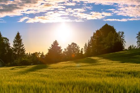 Finnish barley field in sunset. Photo from Sotkamo, Finland.の写真素材