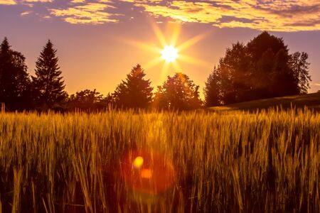 Finnish barley field in sunset. Photo from Sotkamo, Finland.の写真素材