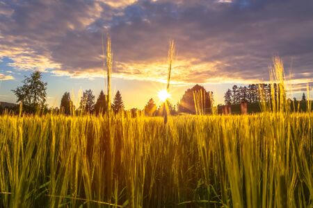 Finnish barley field in sunset. Photo from Sotkamo, Finland.の写真素材
