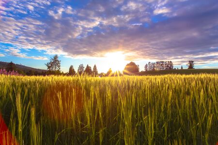 Finnish barley field in sunset. Photo from Sotkamo, Finland.の写真素材