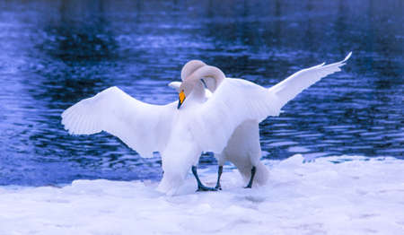 Two whooper swan (cygnus cygnus) near the lake