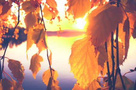 Autumn background with yellow leaves on the lake shore at sunset.の写真素材