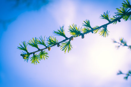 Larch tree branch with green leaves and buds on blue sky backgroundの写真素材