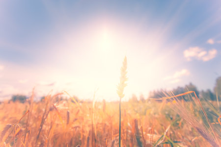 Wheat field with sunlight in the morning. Beautiful Nature Landscape.の写真素材