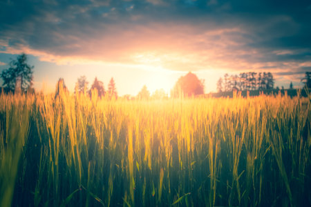 Sunset in the rice field. Beautiful nature background. Vintage style.の写真素材