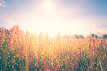 Sunset over wheat field with lens flare filter effect retro vintage styleの写真素材