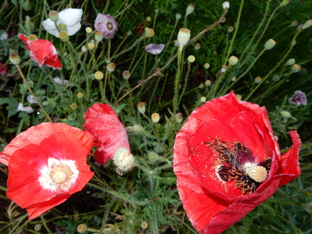 poppies in the windの写真素材