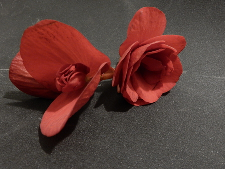 Two red flowers  on grey sandpaper backgroundの写真素材