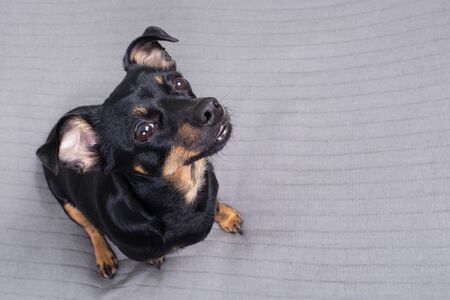 the little black dog on a gray backgroundの写真素材