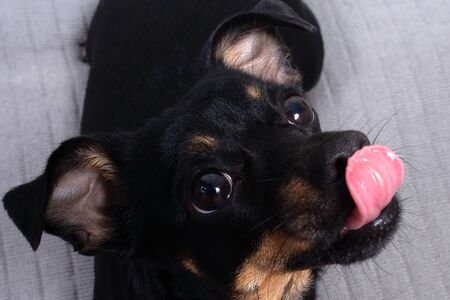 the portrait of a little black dog, funnyの写真素材