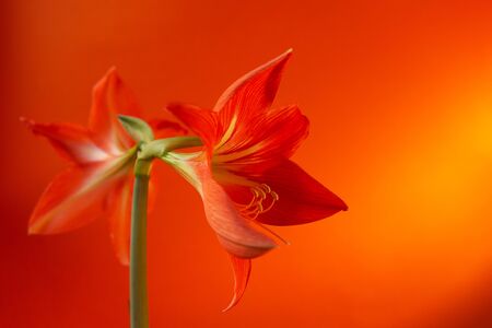 the two buds of fiery red flower, on an orange backgroundの写真素材